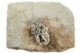 Fossil Crinoid (Lanecrinus) - Crawfordsville, Indiana #262466-1